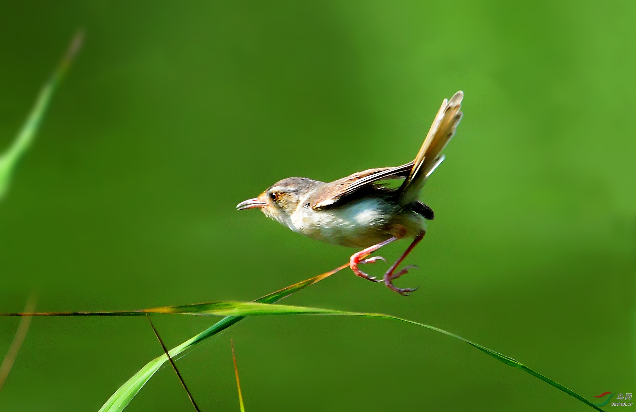 DSC_2046_conew1.jpg