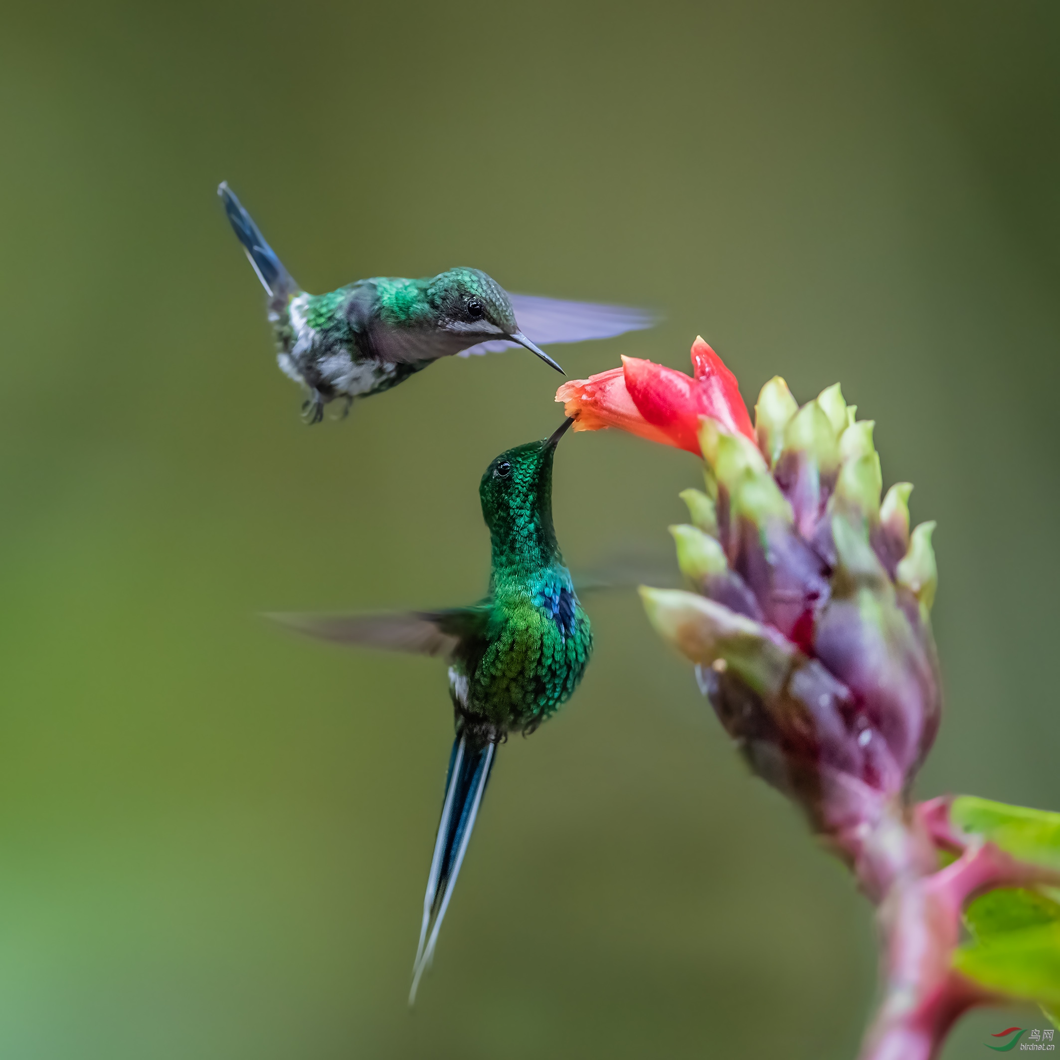 北美蜂鸟《双蜂共食图》(祝贺荣获每日精华)