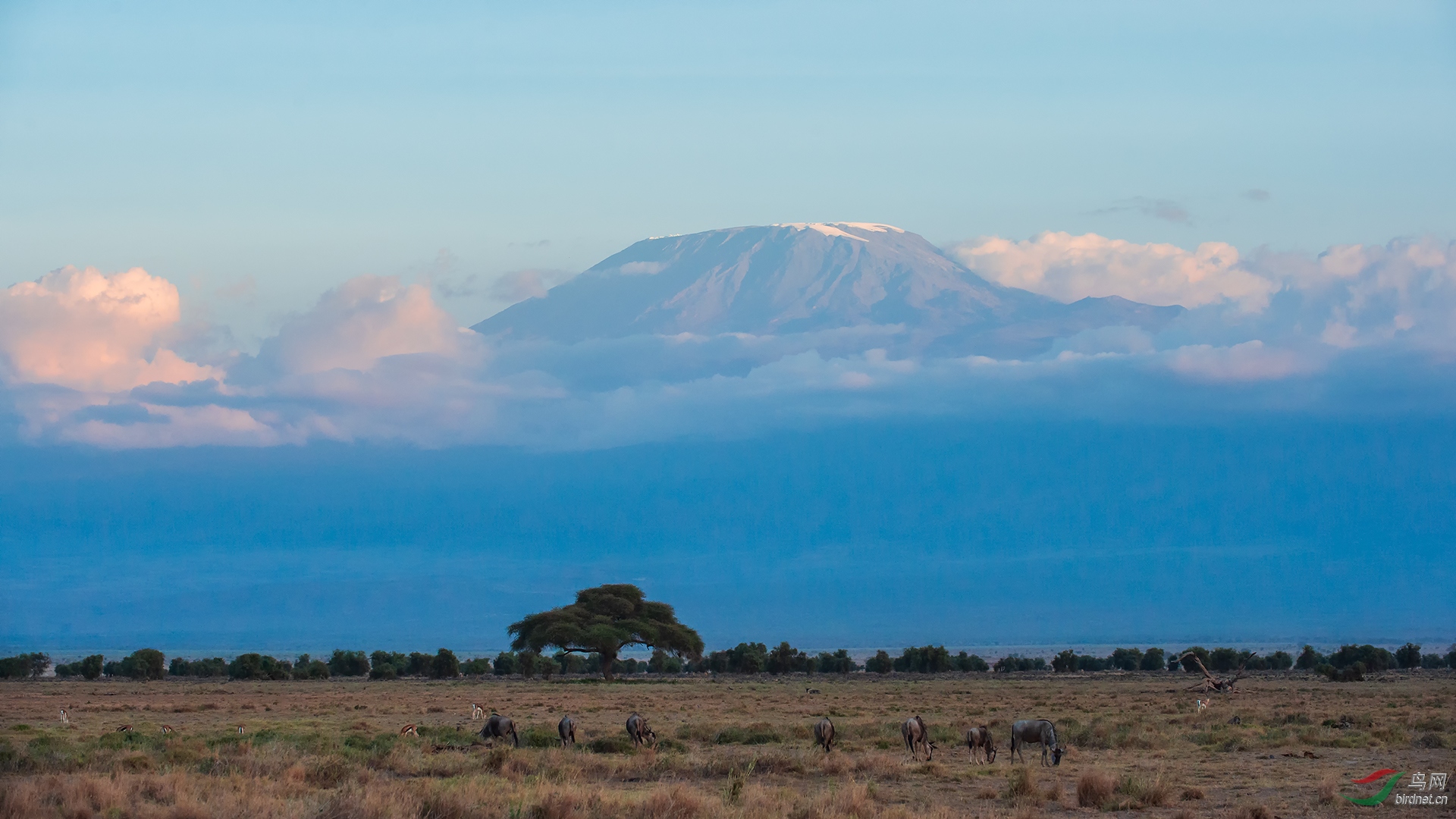 远眺乞力马扎罗