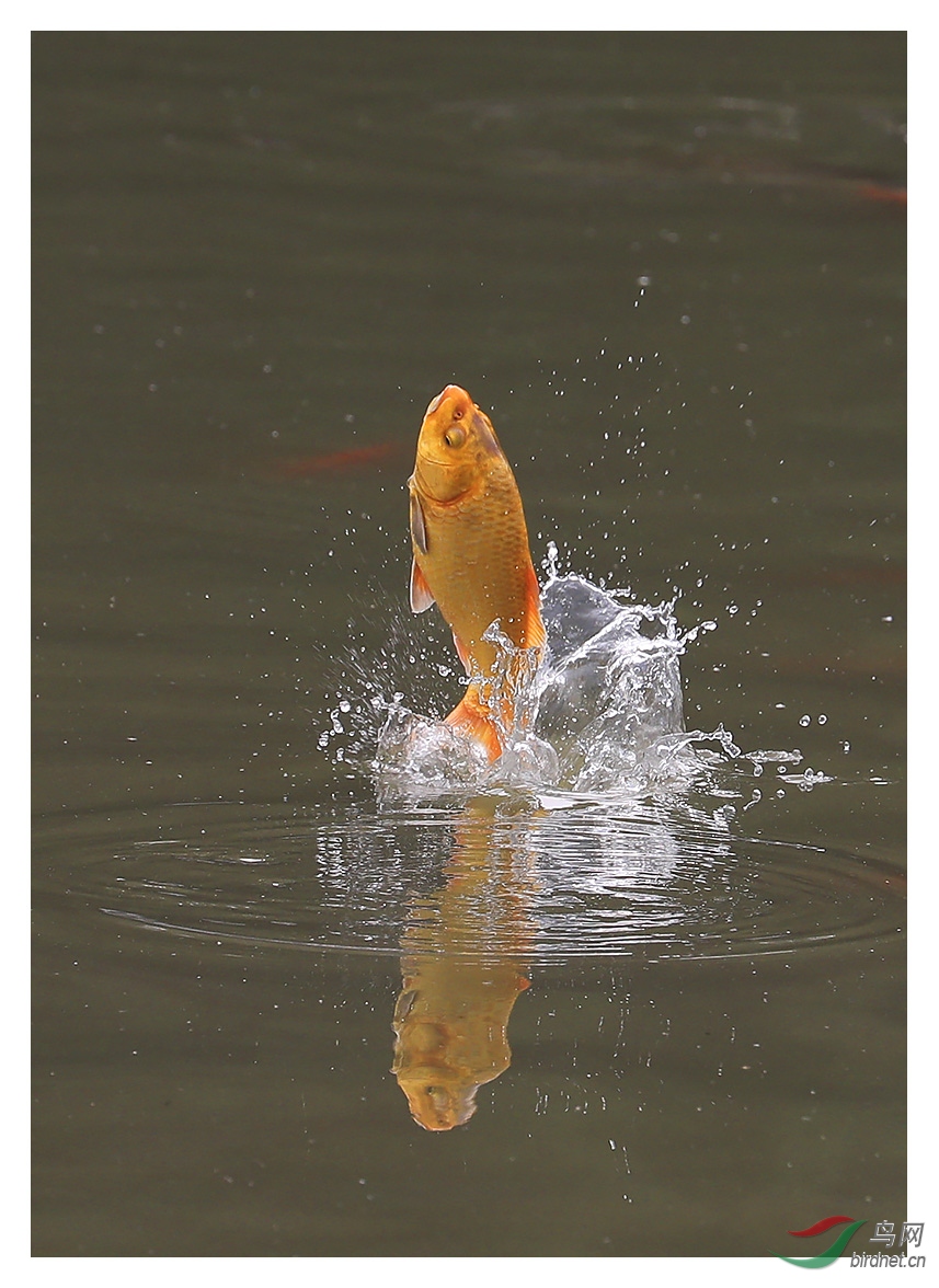 锦鲤出水纳吉祥