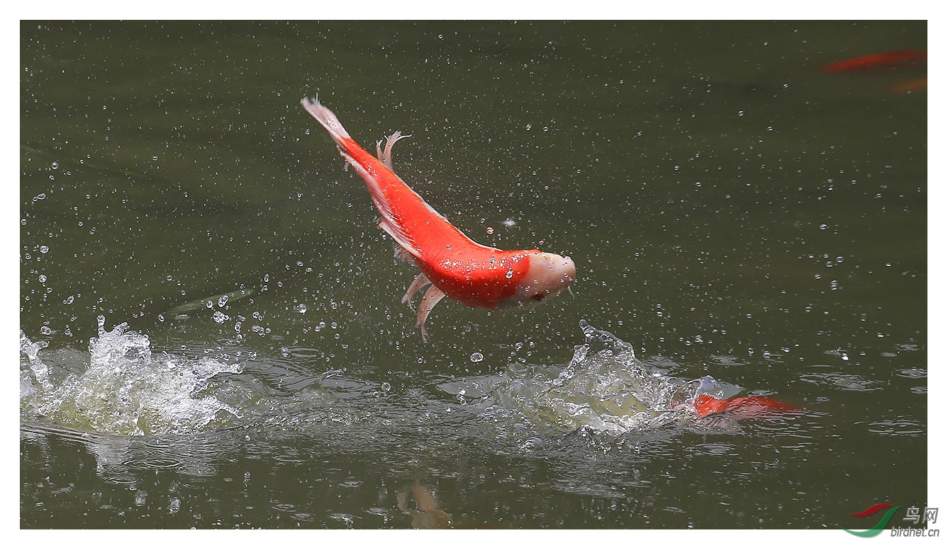 锦鲤出水纳吉祥