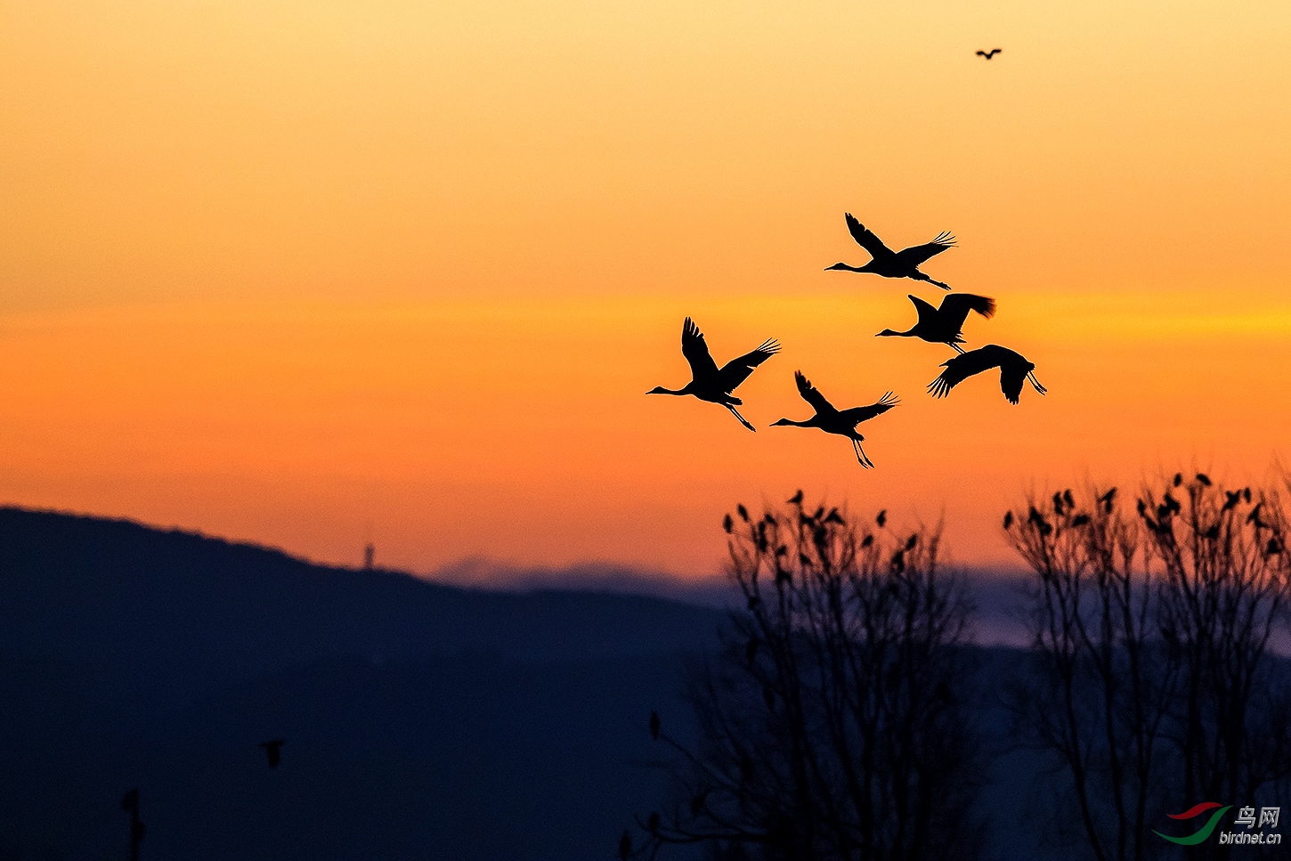 晨曦鸟鸣(贺获鸟类精华)