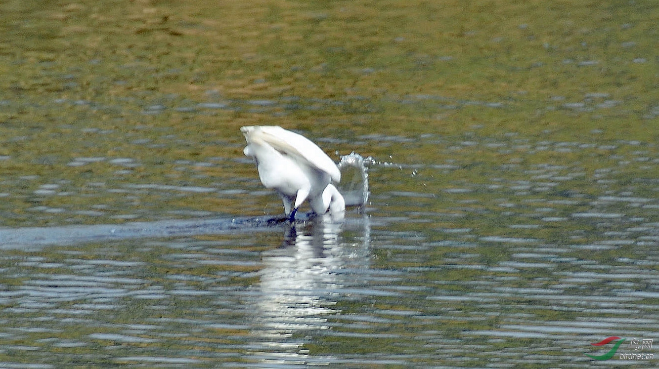 DSC_4547.JPG