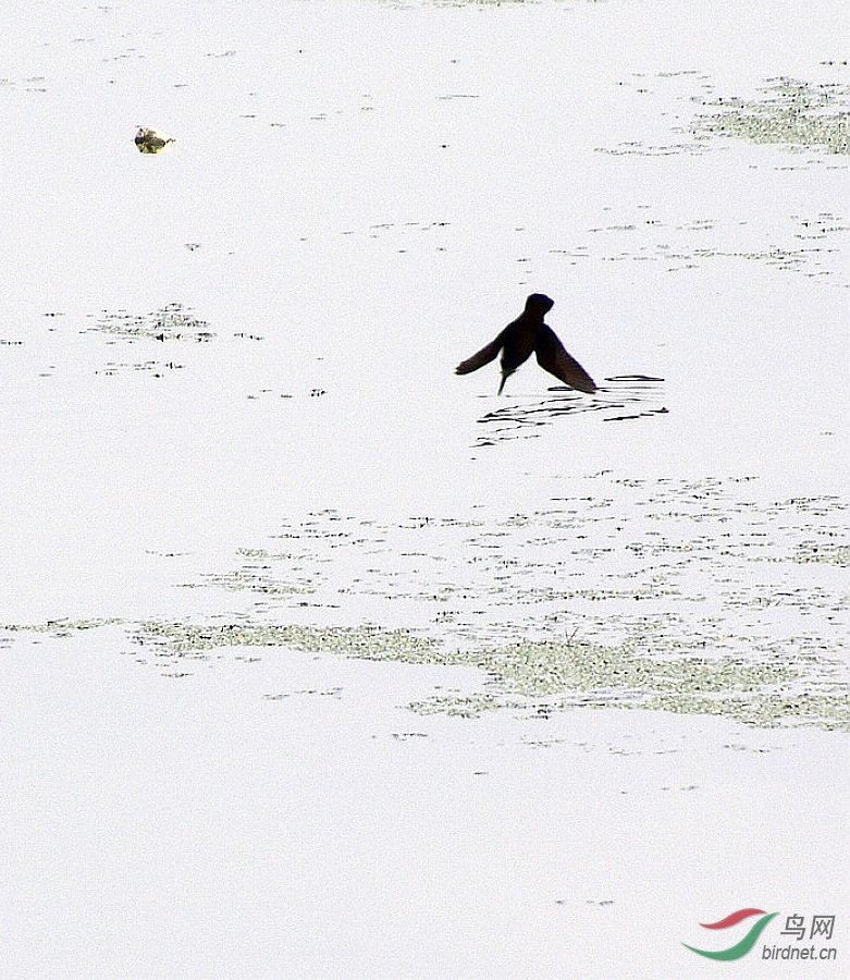 DSC_7236.JPG
