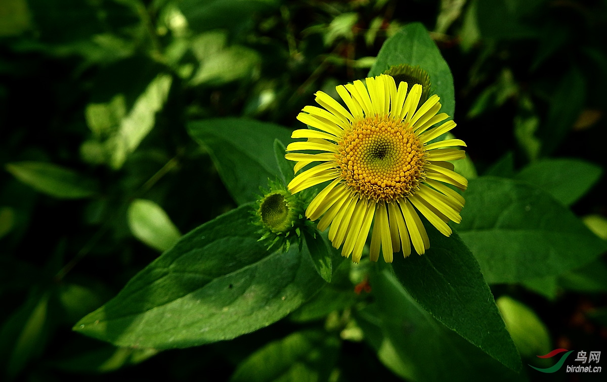 野花欣赏线叶旋覆花