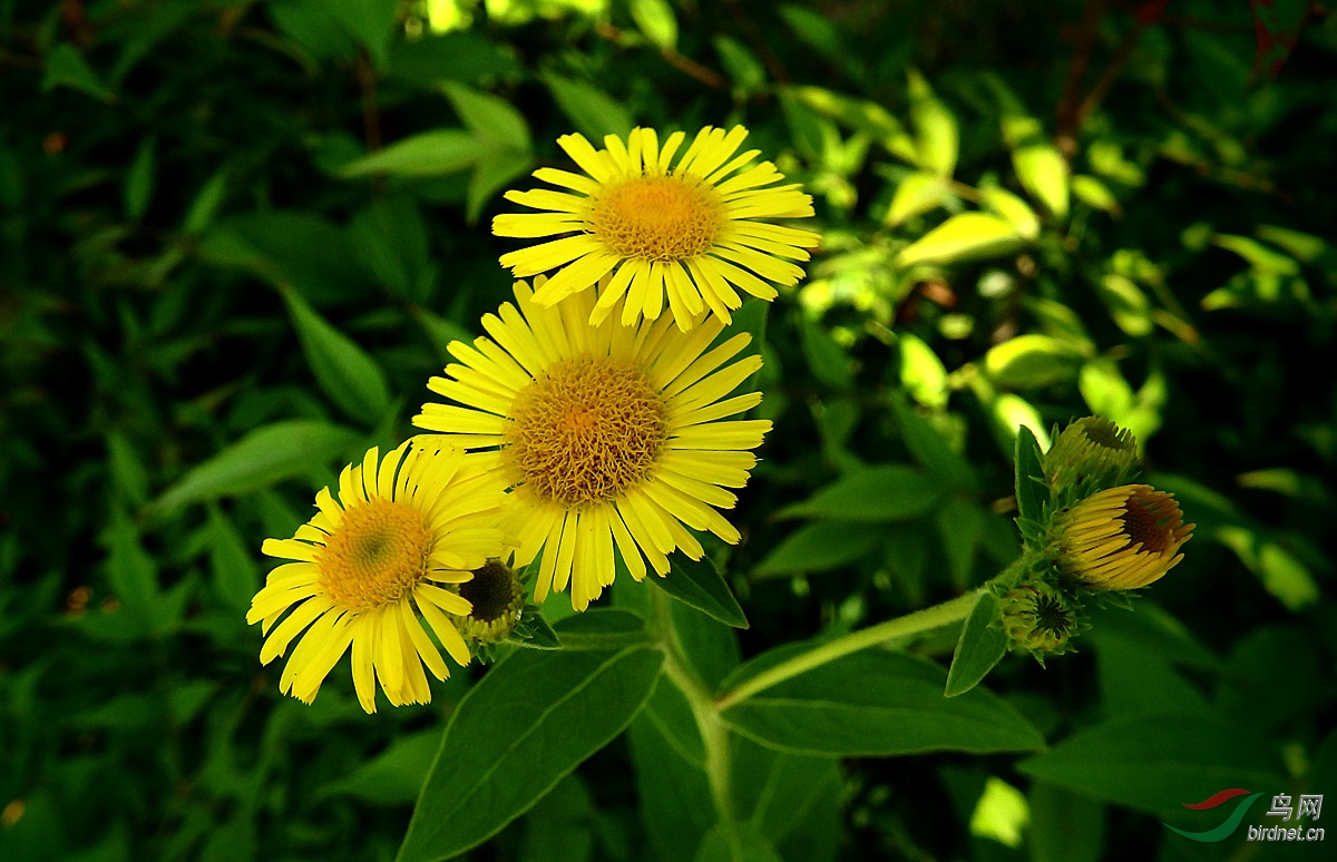 野花欣赏线叶旋覆花