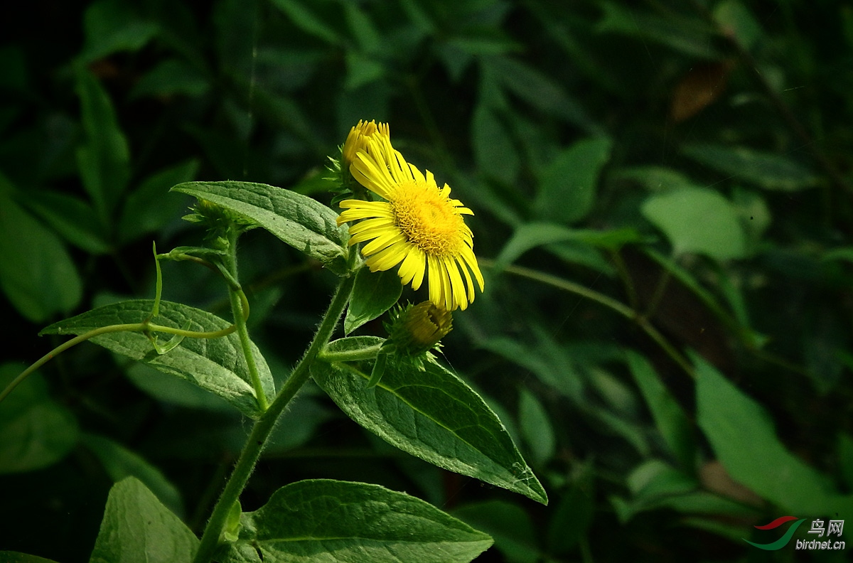 野花欣赏线叶旋覆花