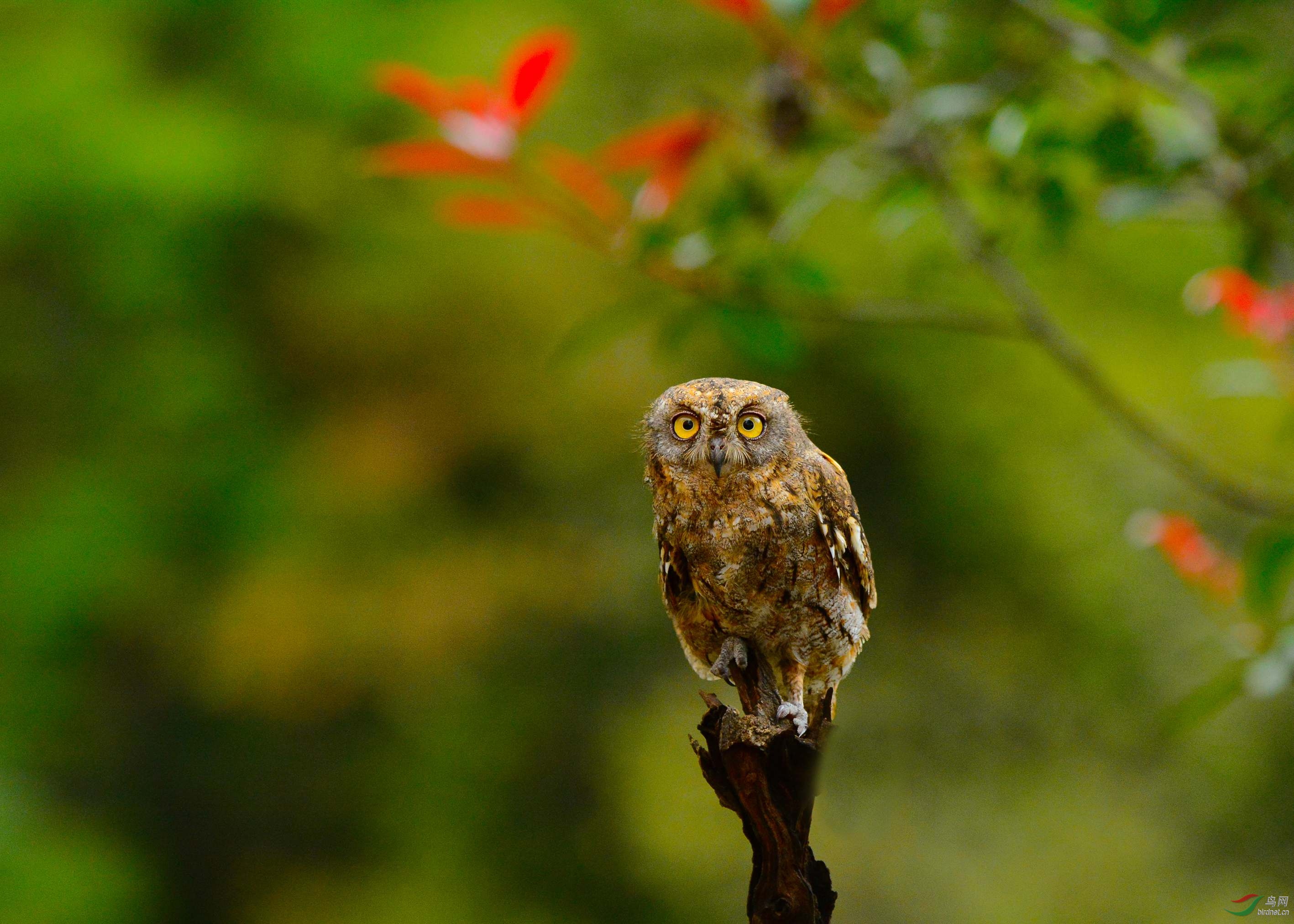 红角鸮