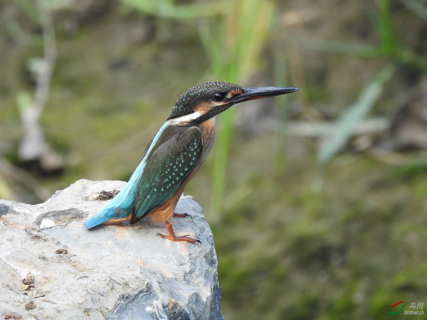 DSCN3822.jpg