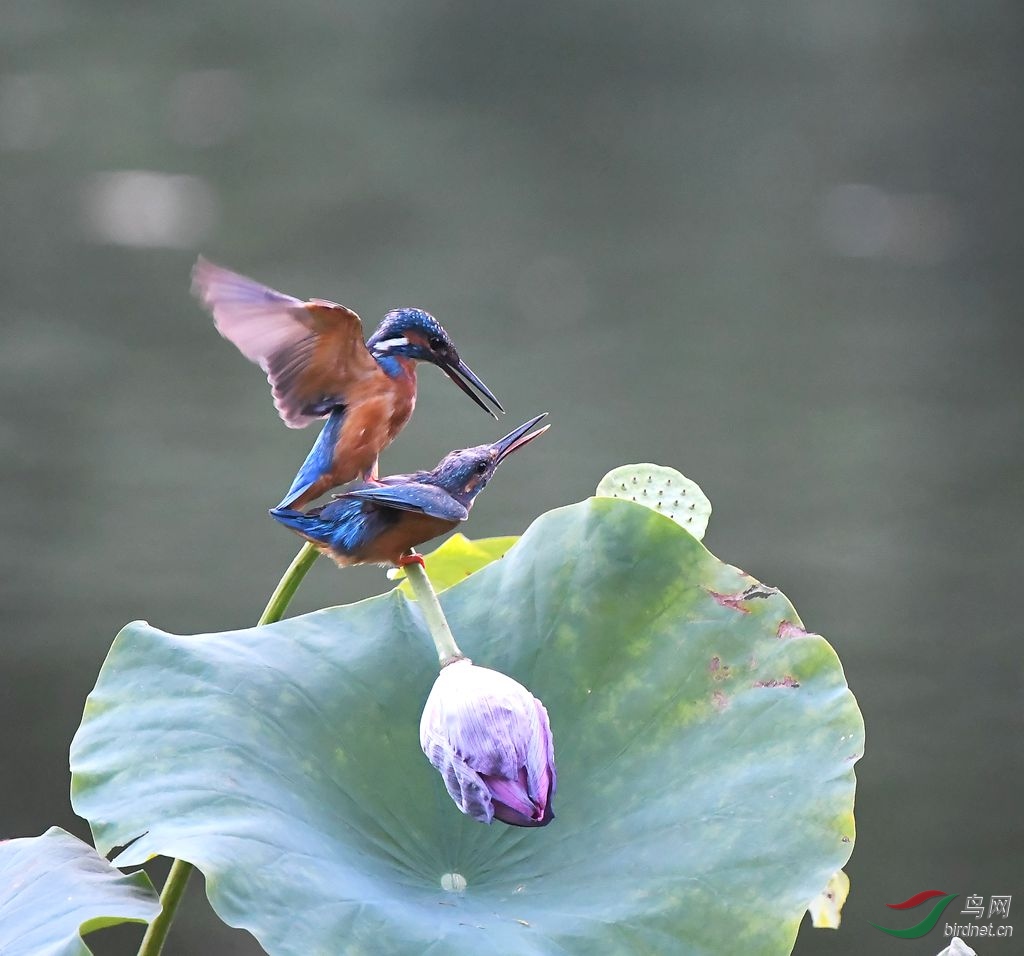 DSC_7857_����.jpg