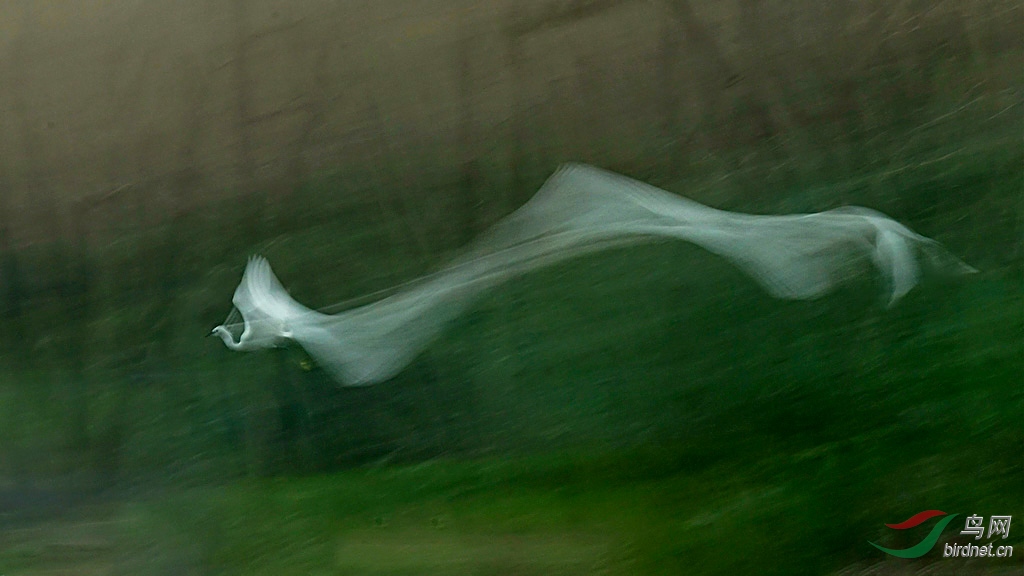DSC_1823aaaaa.jpg