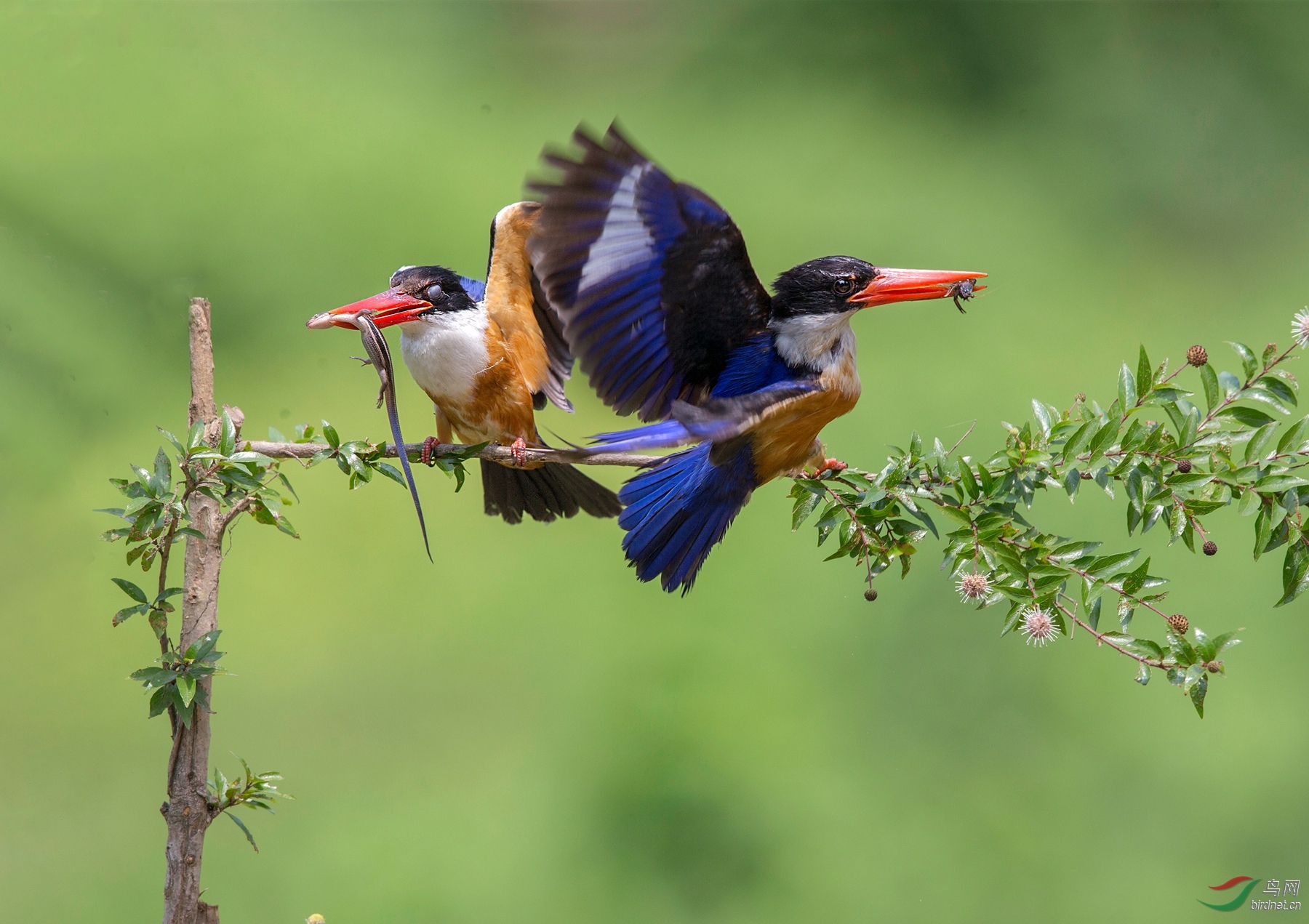 BW4Q8948 - ���� - ����.jpg