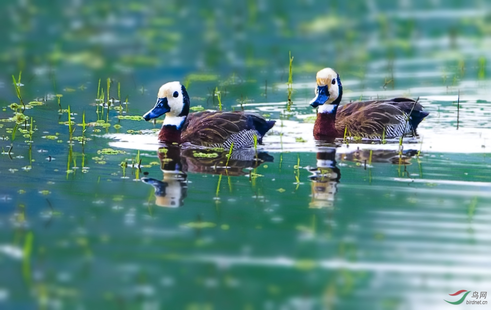 湖面游来白头鸭
