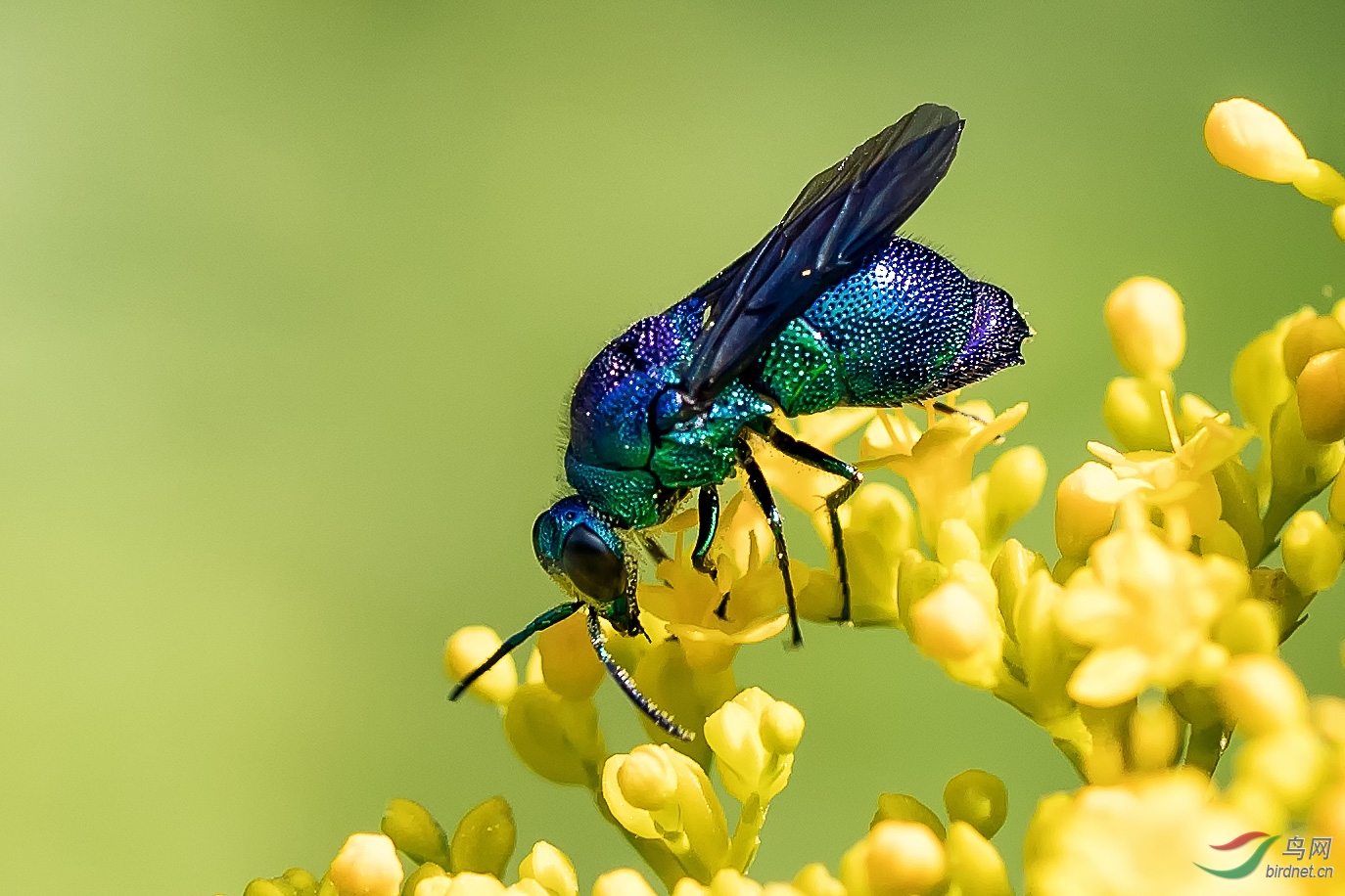 大绿青蜂stilbumcyanurum