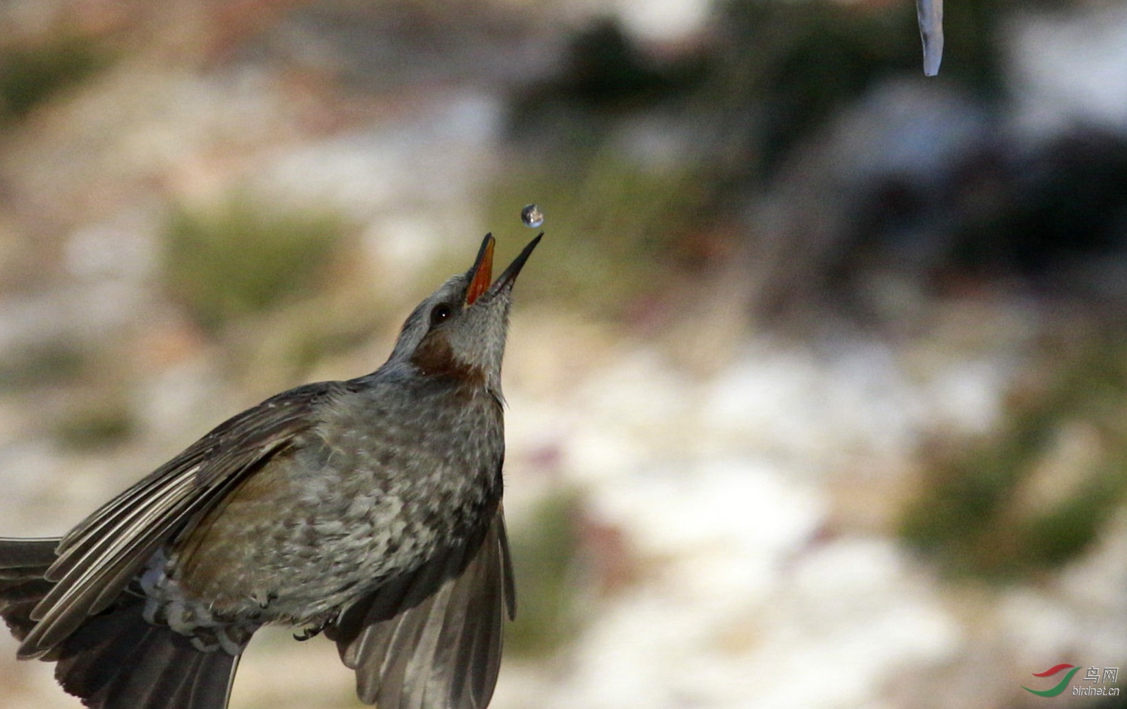 �����ϡ��촽��