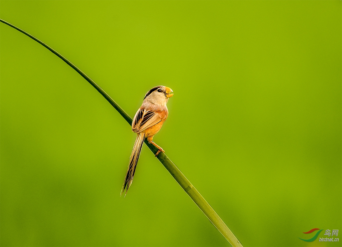 DSC_30694.jpg