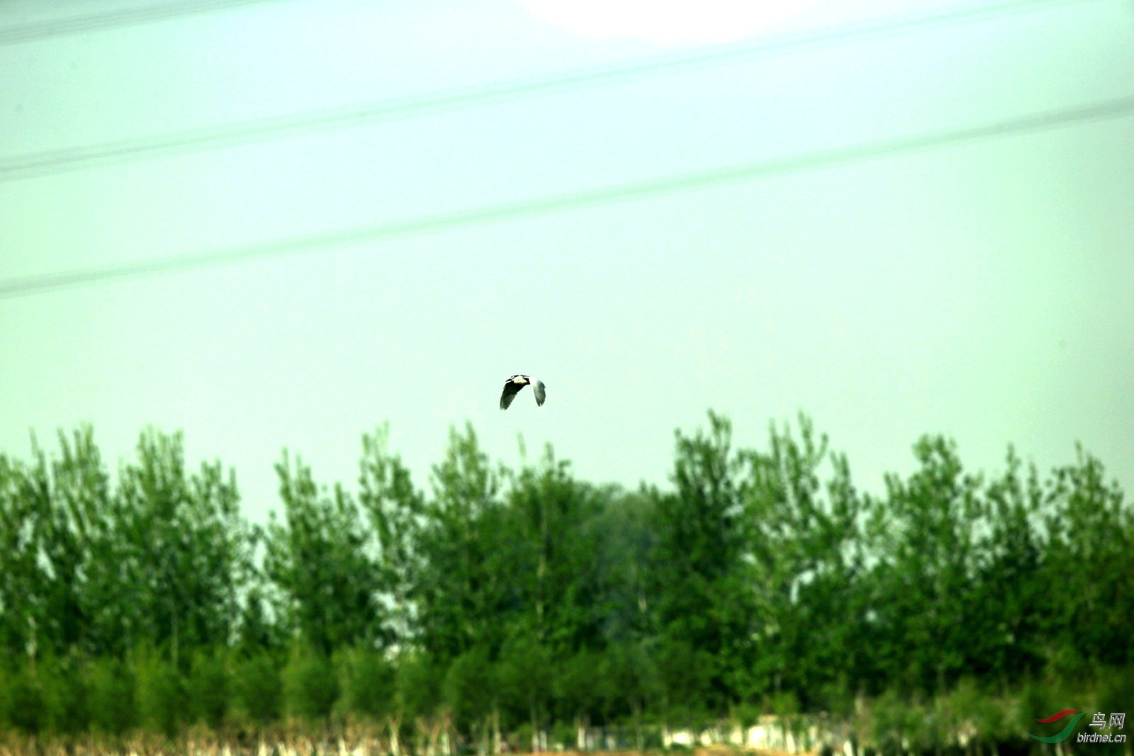 DJ4W0295.JPG