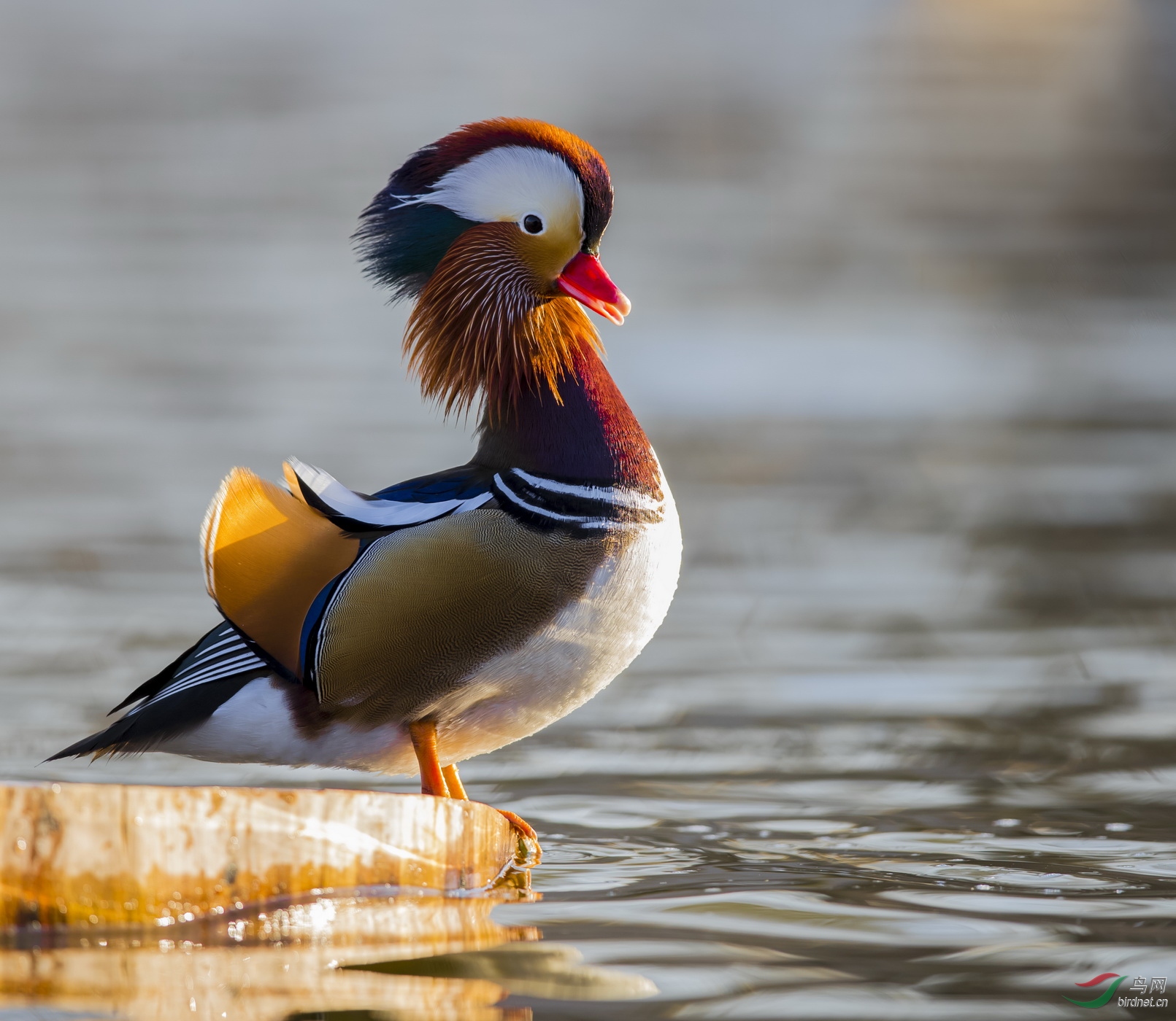 _F4I6675-1��������_�ҽ��� ��ԧ�� ������.JPG