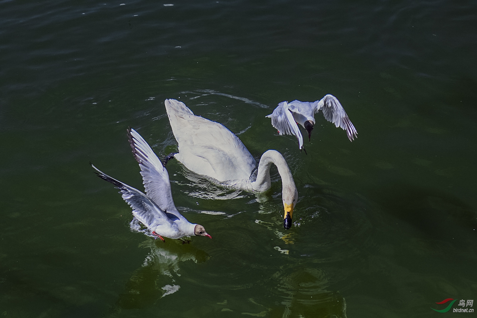 _D5S4812_6593a.jpg