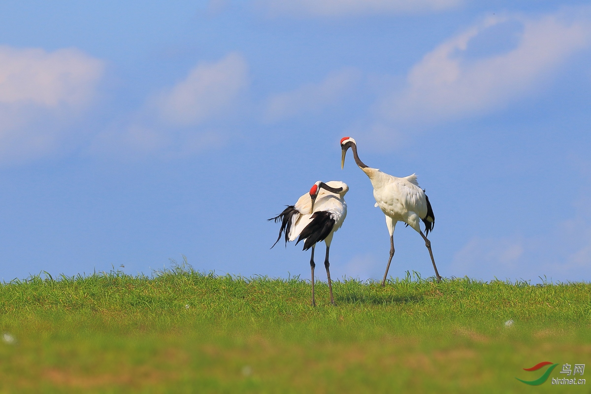 Ϊ��������