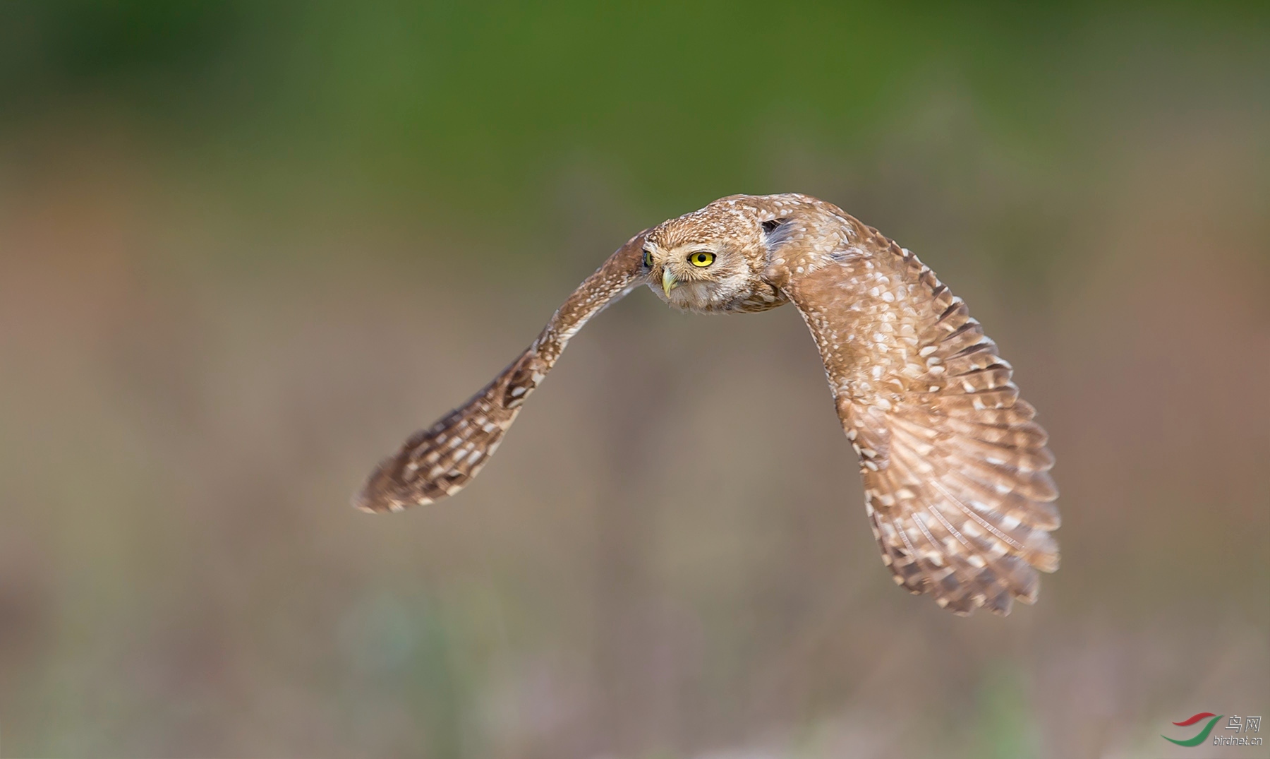 ���Ƹ�С�^