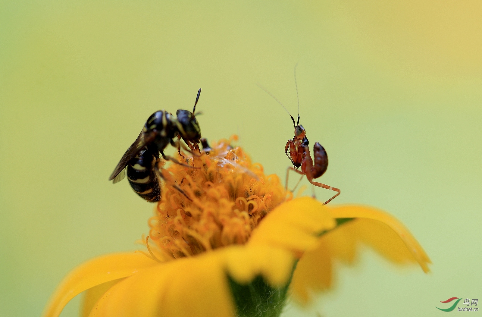 1.AI0I9310 - ����.JPG