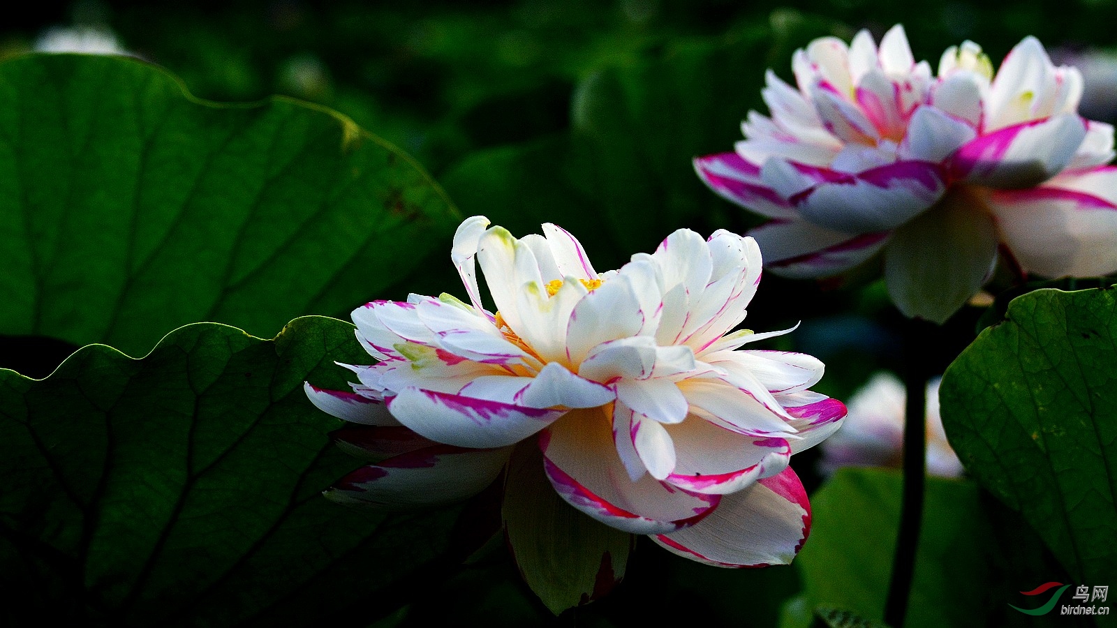 DSC_4499.JPG