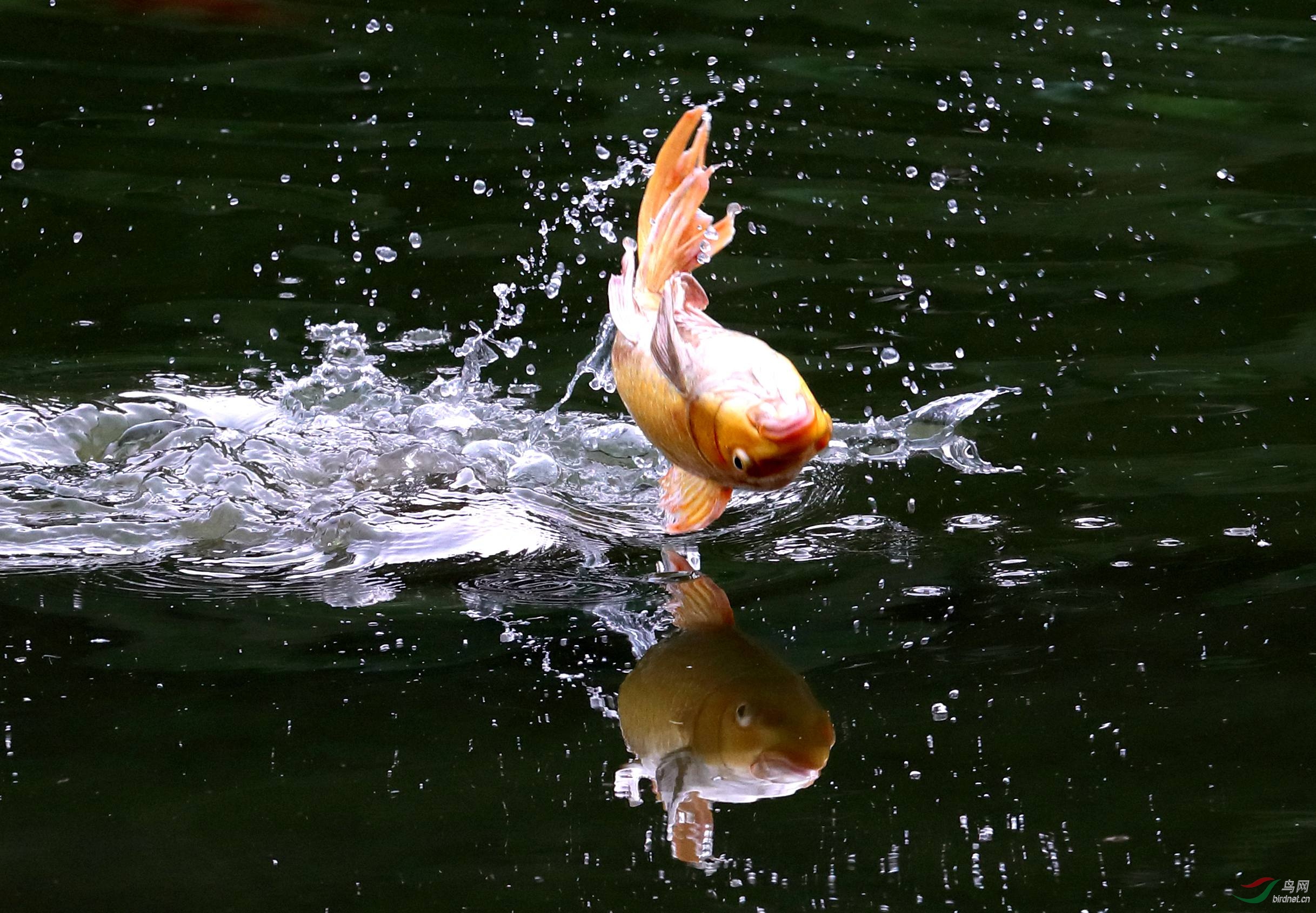 魚躥水