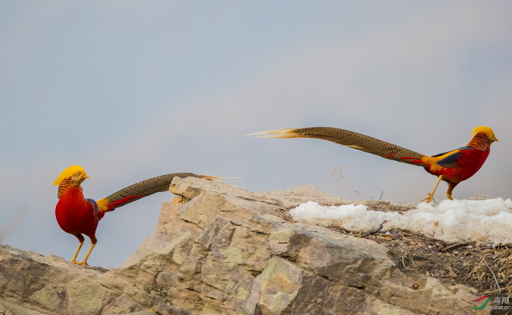 _F4I3057-1��������_�ﳤ��ȥ ���츹���� ����ƽ��ɽ��.JPG