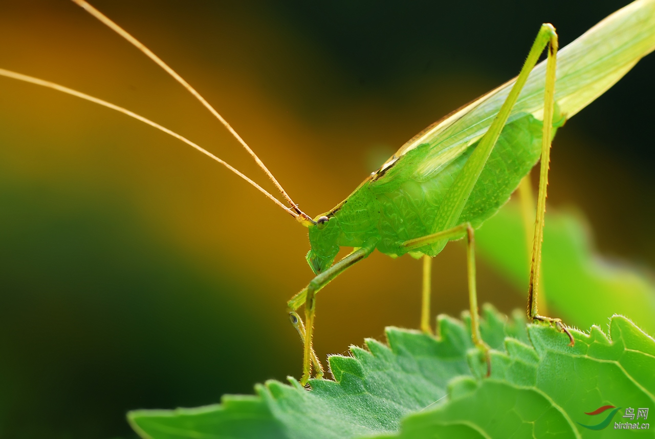 [动物] 今天傍晚时分拍的------螽斯