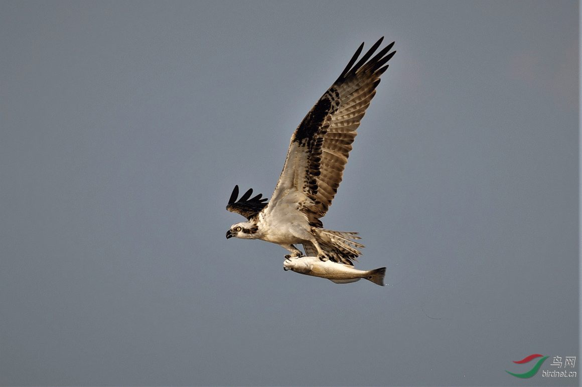 _DSC3838-2.gif