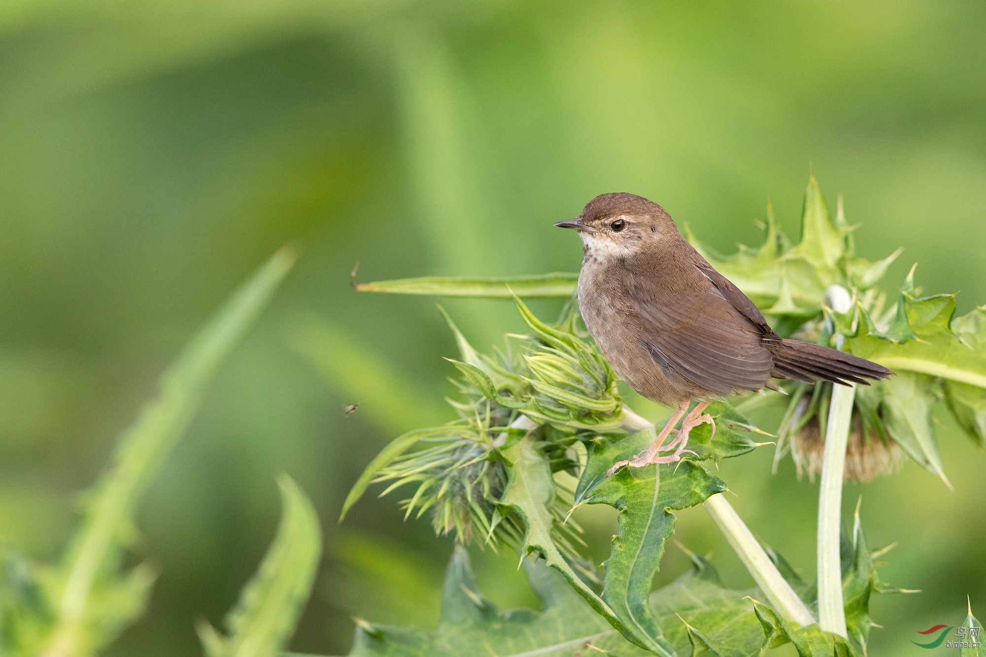 斑胸短翅莺——重庆金佛山开拍了!