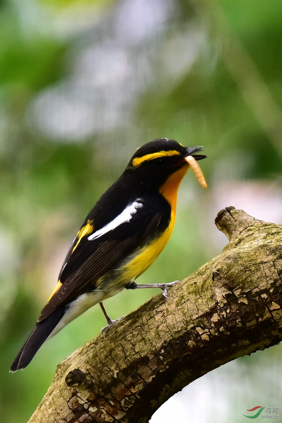 DSC_0622.JPG