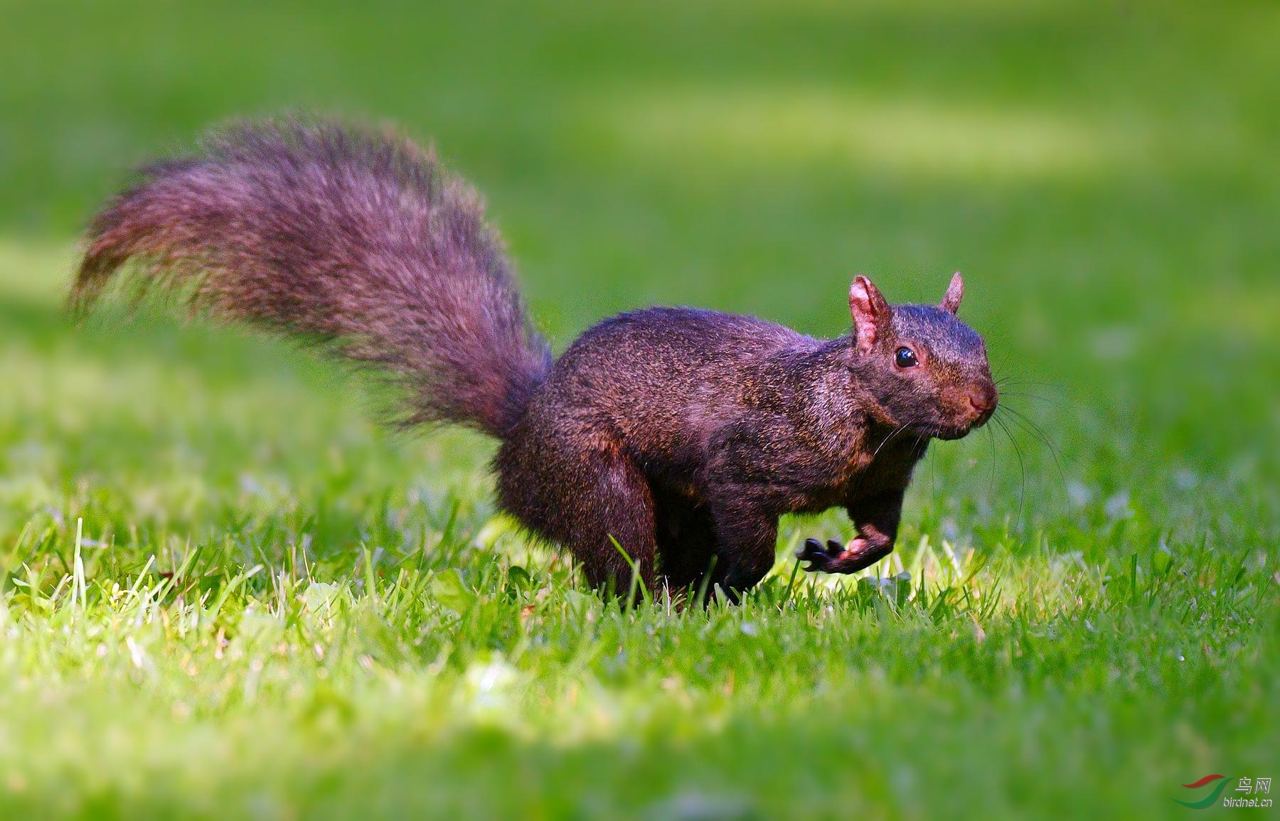 【黑松鼠】(贺获动物精华)