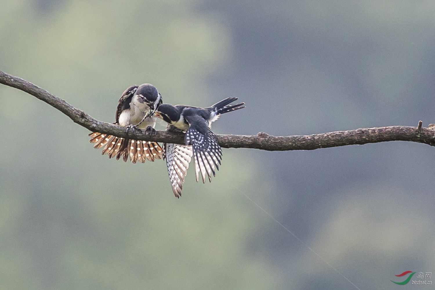 С��  096  20190719.JPG