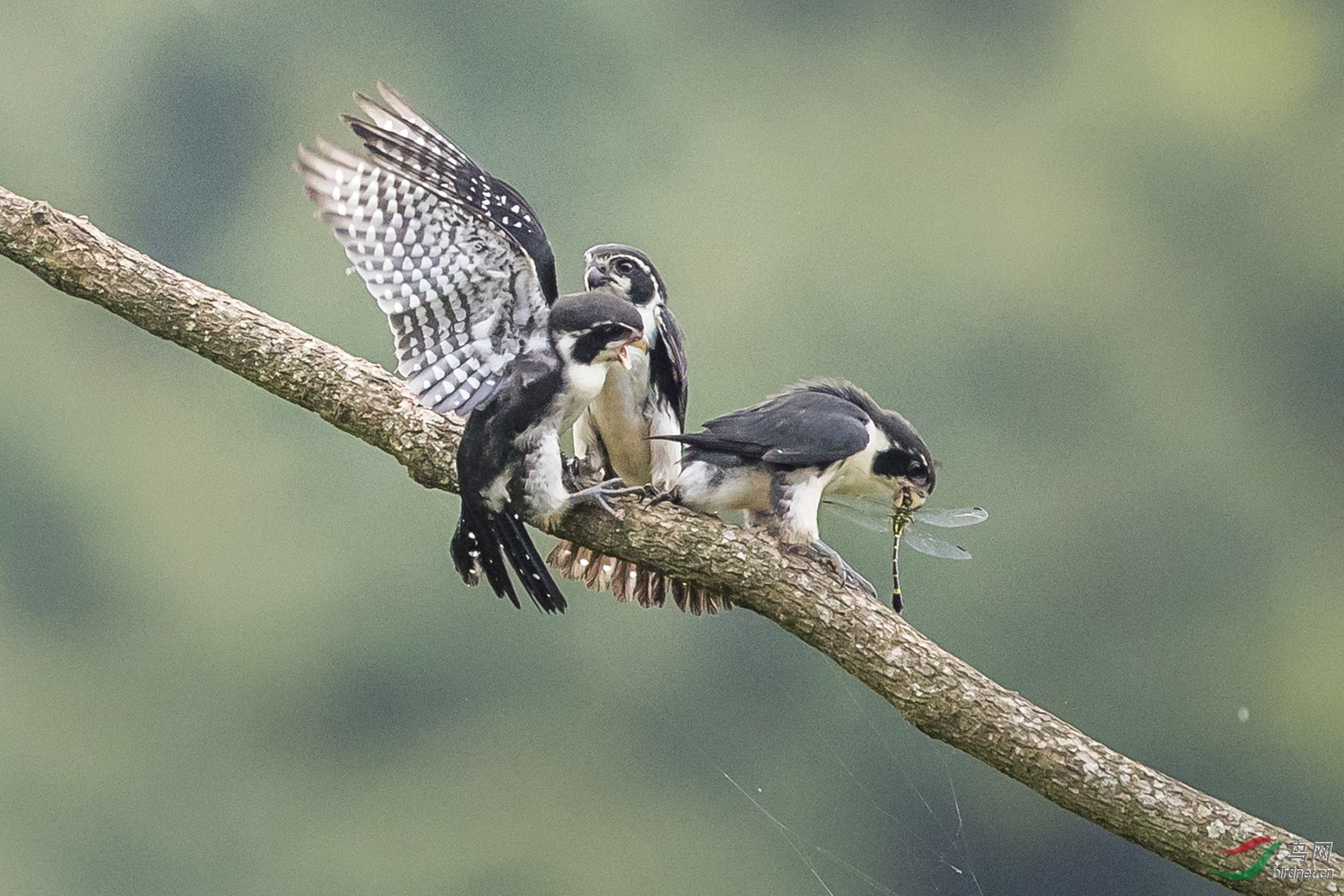 С��  255  20190720.JPG