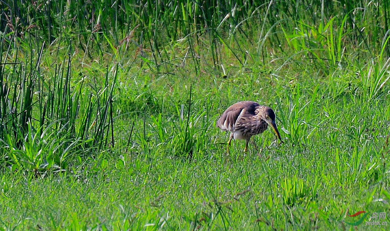 DSC_7132.JPG