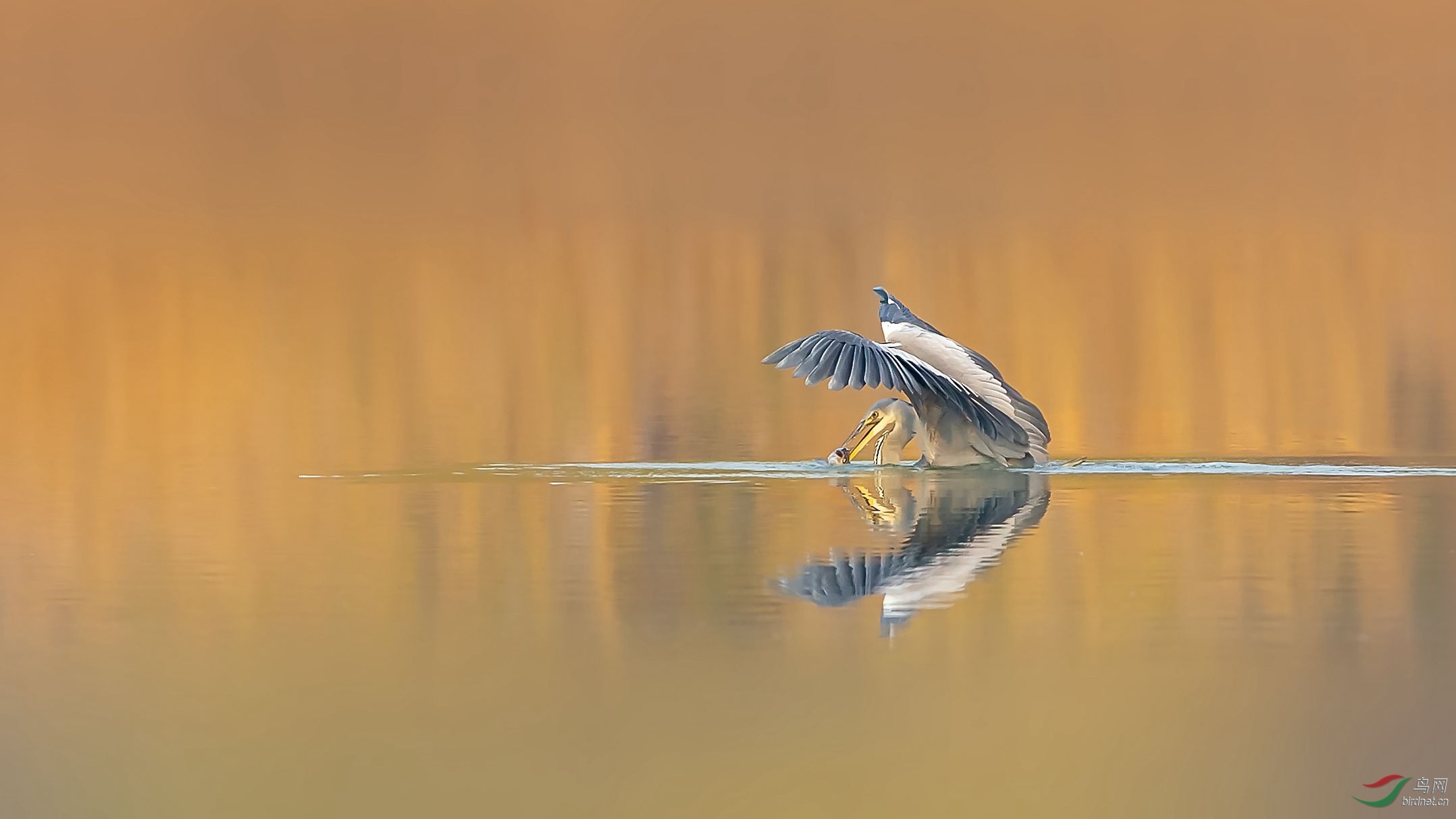 AQ8R6200-1_����.jpg