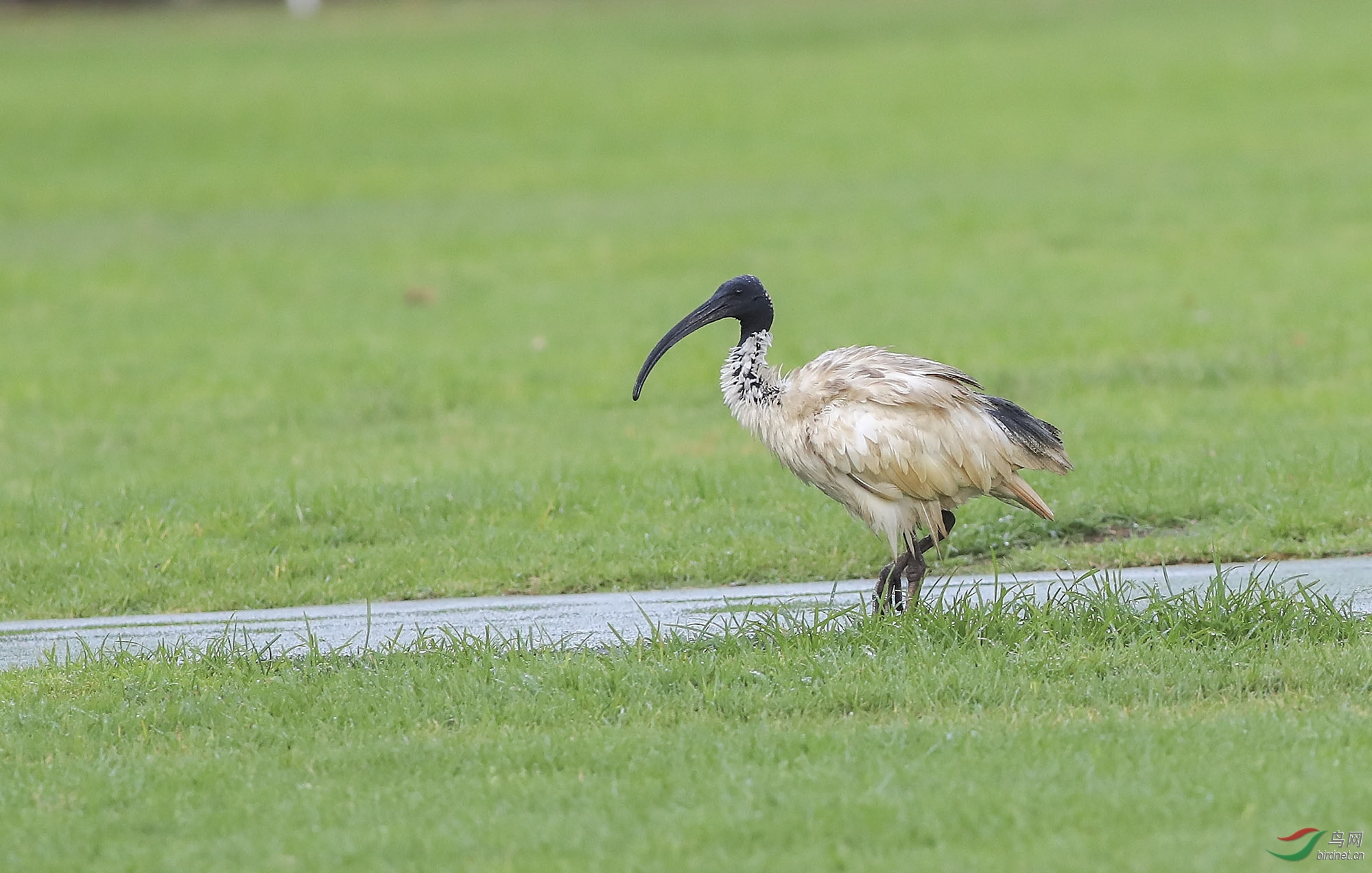 ���� (18)-.jpg