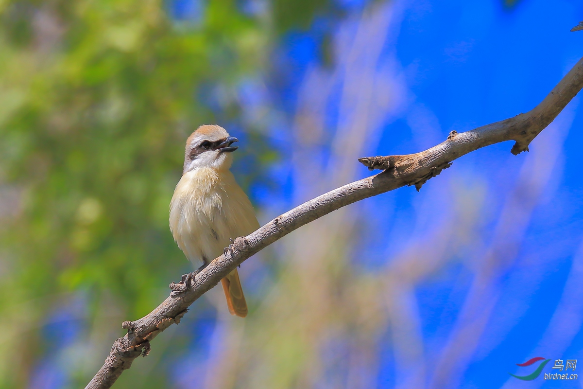 ��β����