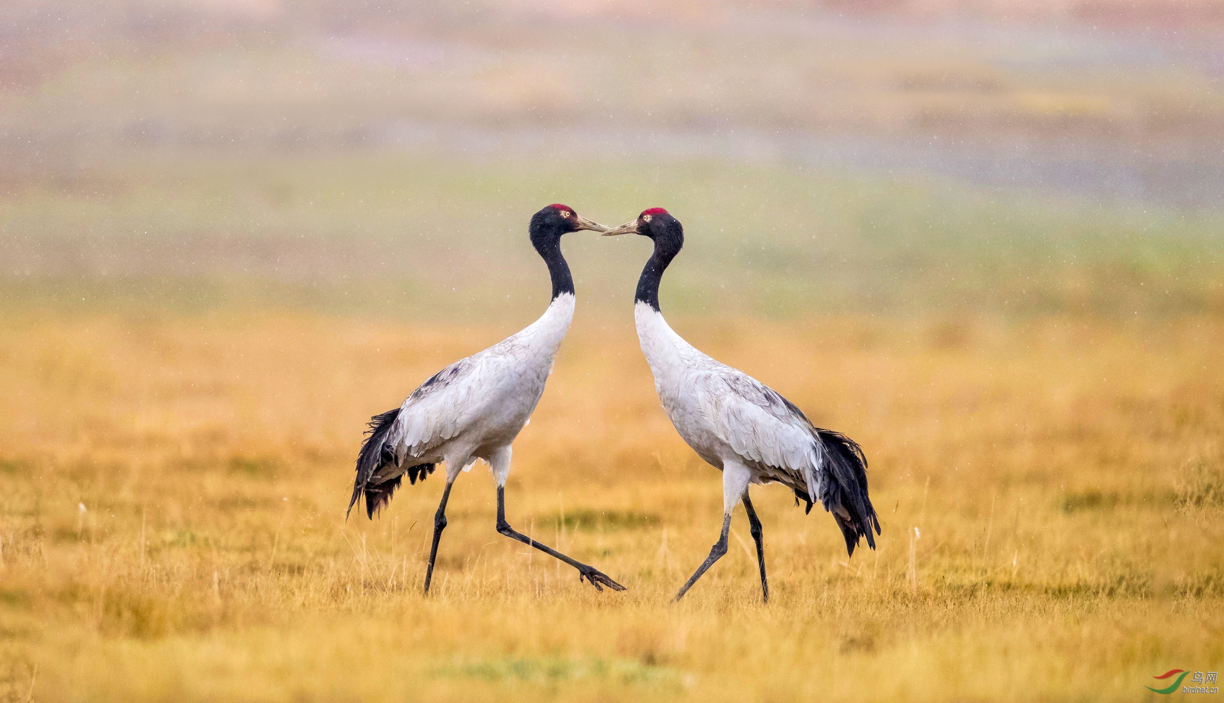 青海高原五月雪中的黑颈鹤