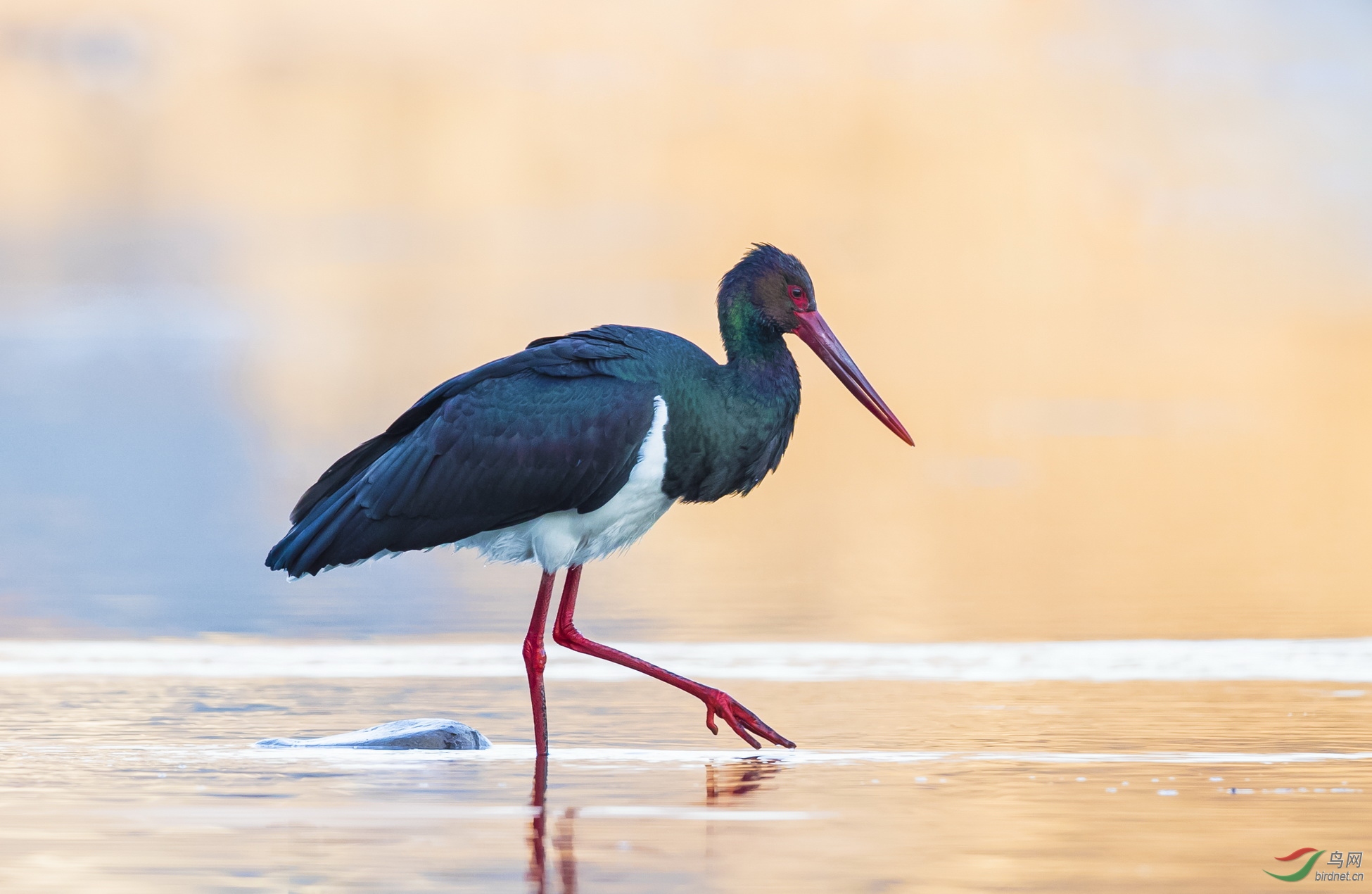 _F4I0095-3_רע ������ ����ƽ��ɽ��.JPG