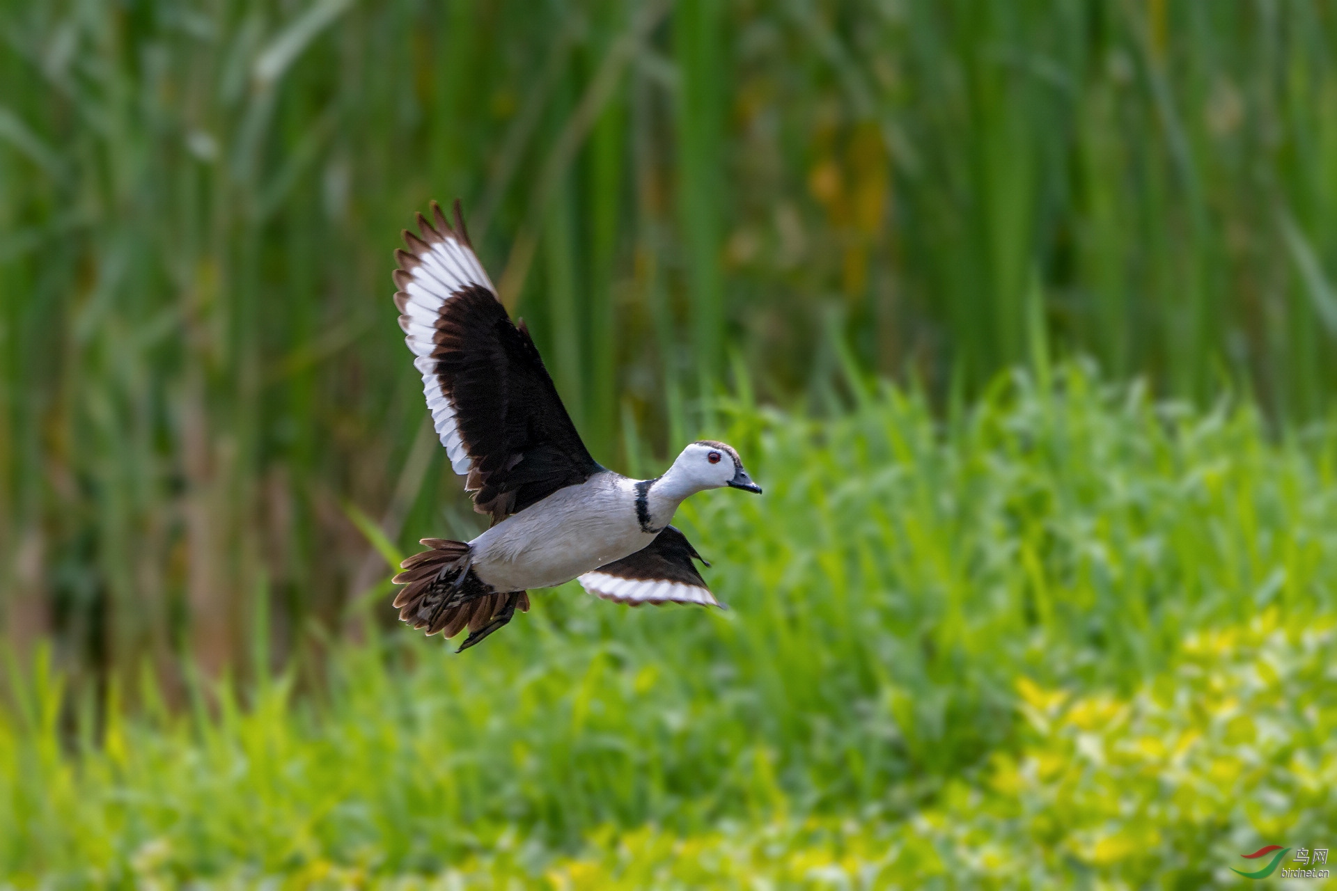 DSC_8007.jpg