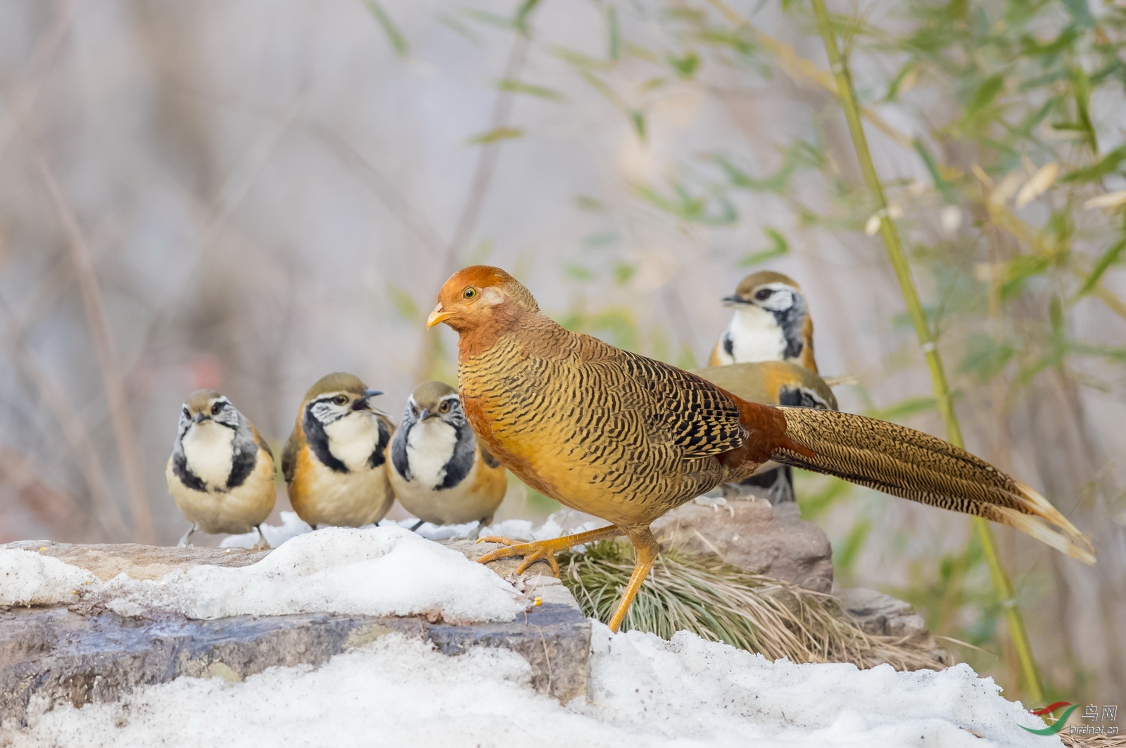 _F4I1672-1��������_��г ���츹�������������� ����ƽ��ɽ��.JPG