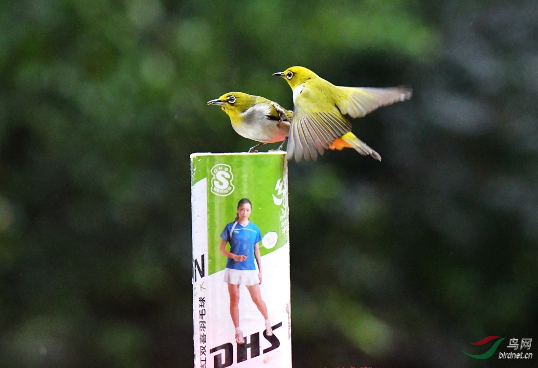 DSC_5533 - ����.JPG