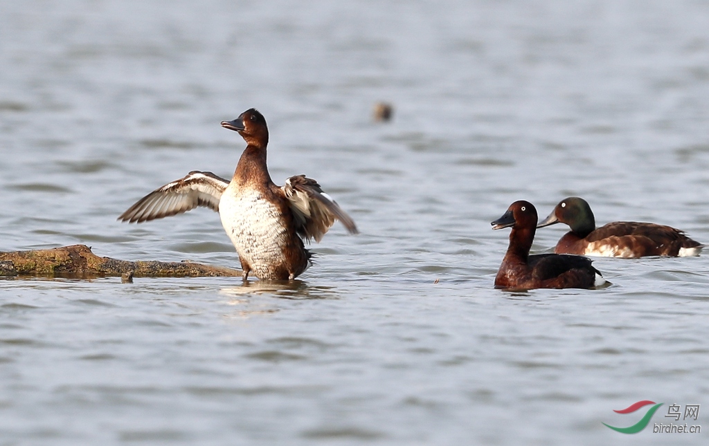 _24I4182_���������赸.jpg