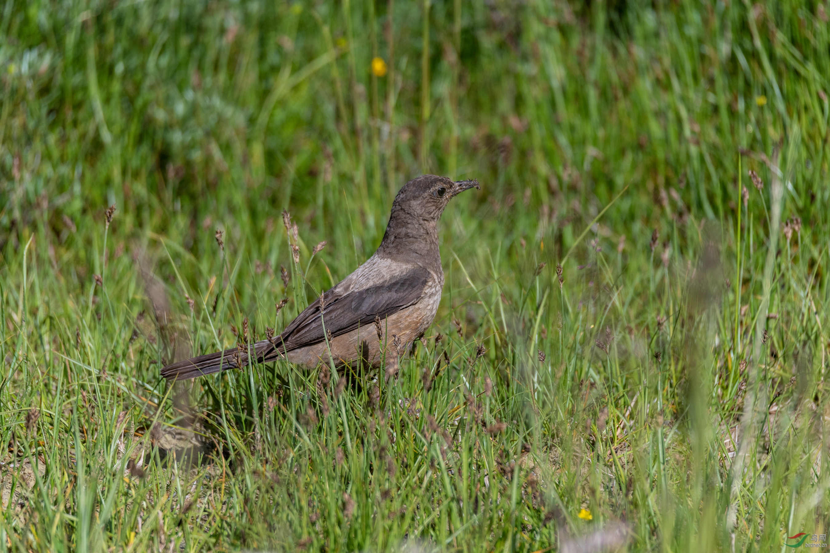 棕背黑头鸫雌雄鸟