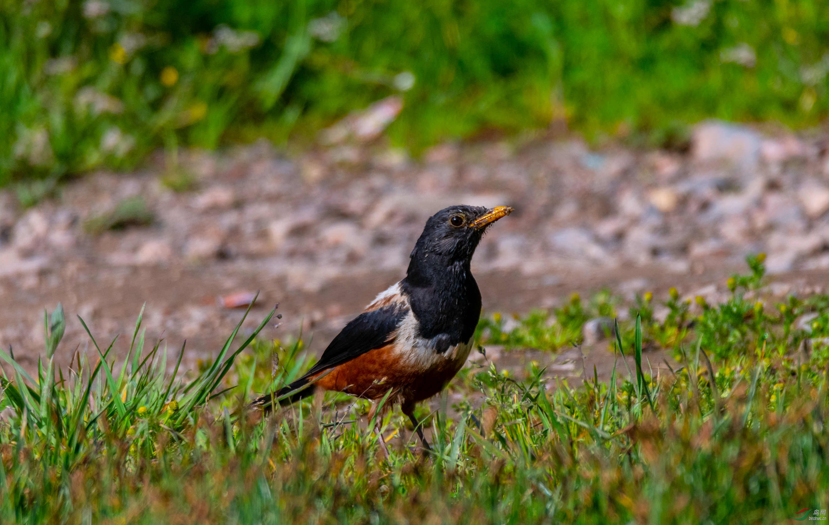 棕背黑头鸫雌雄鸟