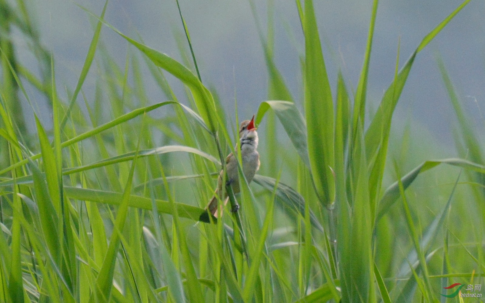 DSC_5224.JPG