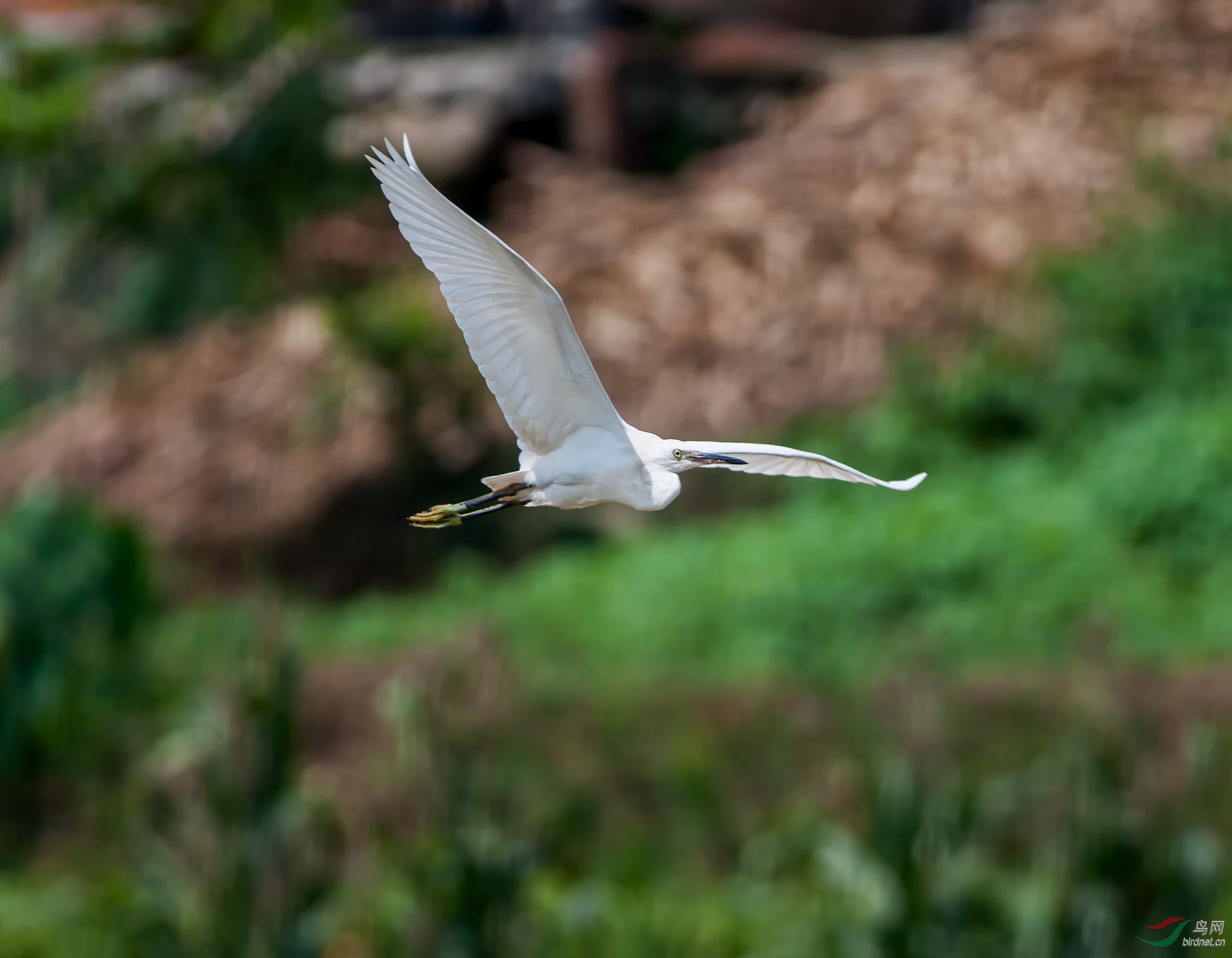DSC_1115.jpg